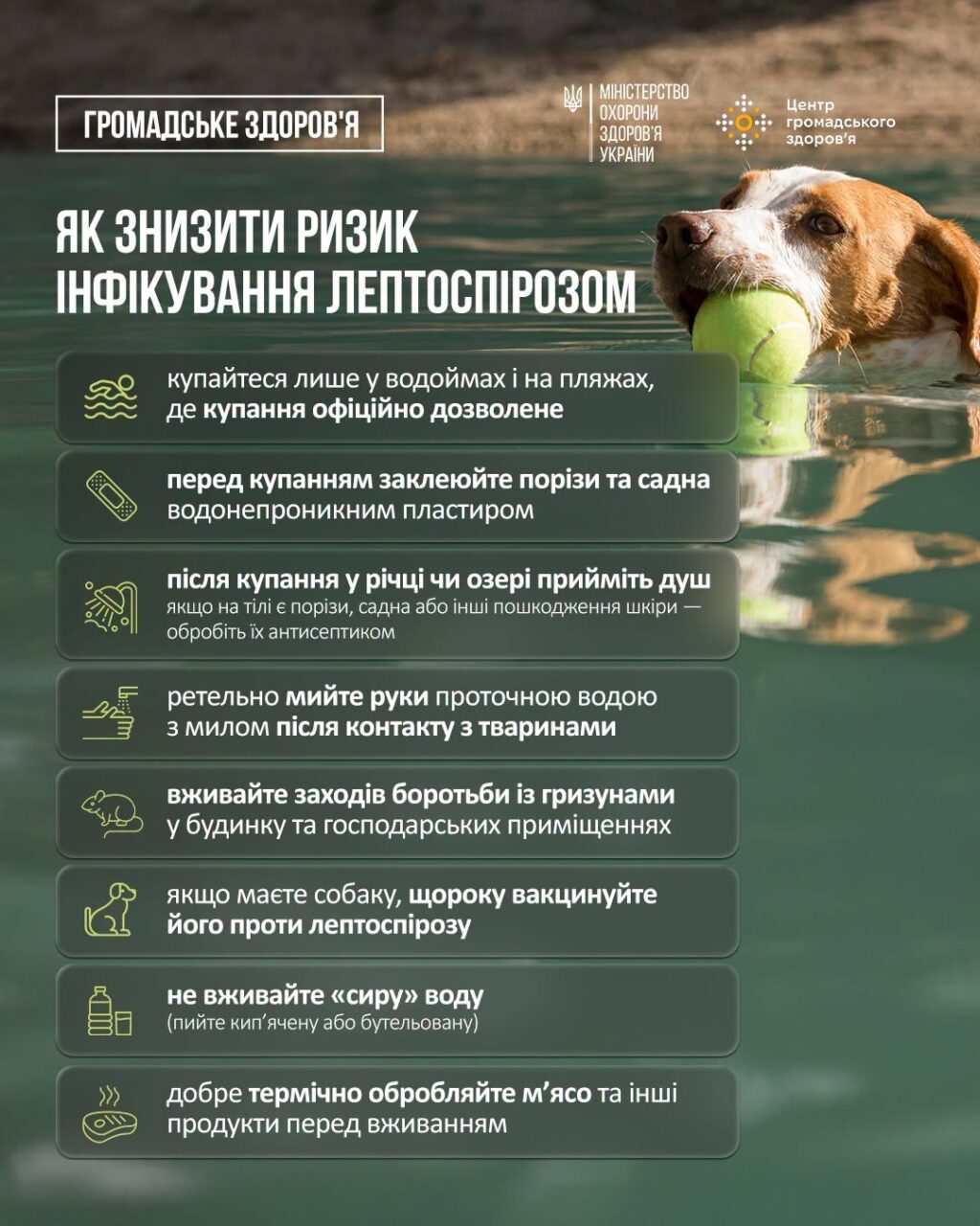 Як знизити ризик інфікування лептоспірозом