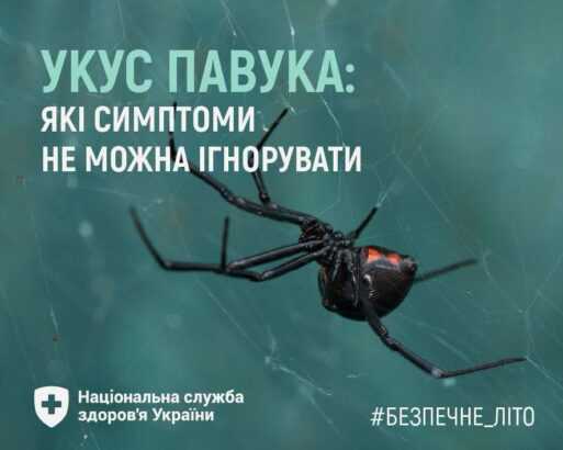 Укус павука: які симптоми не можна ігнорувати