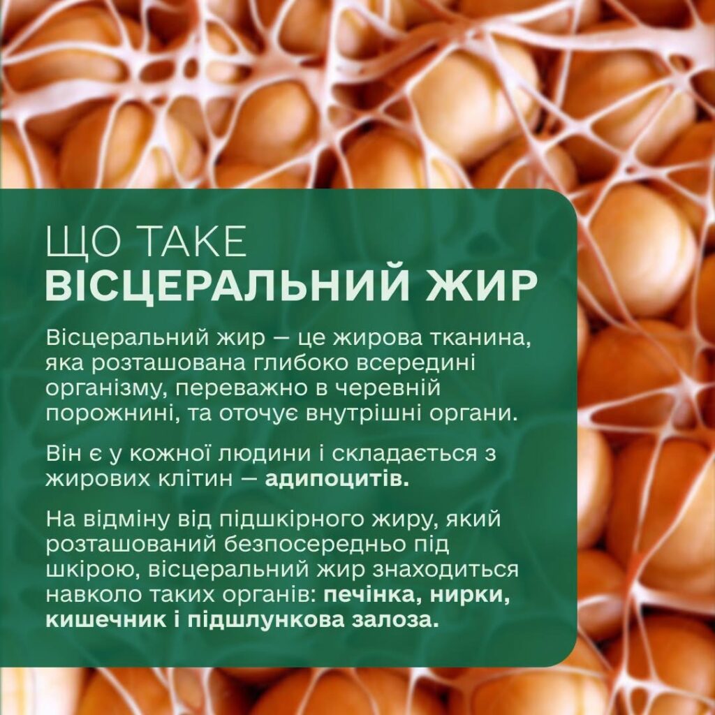 Вісцеральний жир:  чому важливо стежити за ним і як у цьому допоможе Скринінг здоров’я 40+